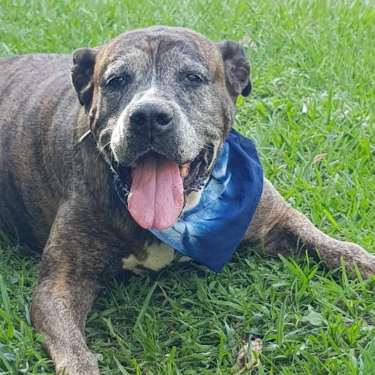 Alma de Añil Pet Bandana