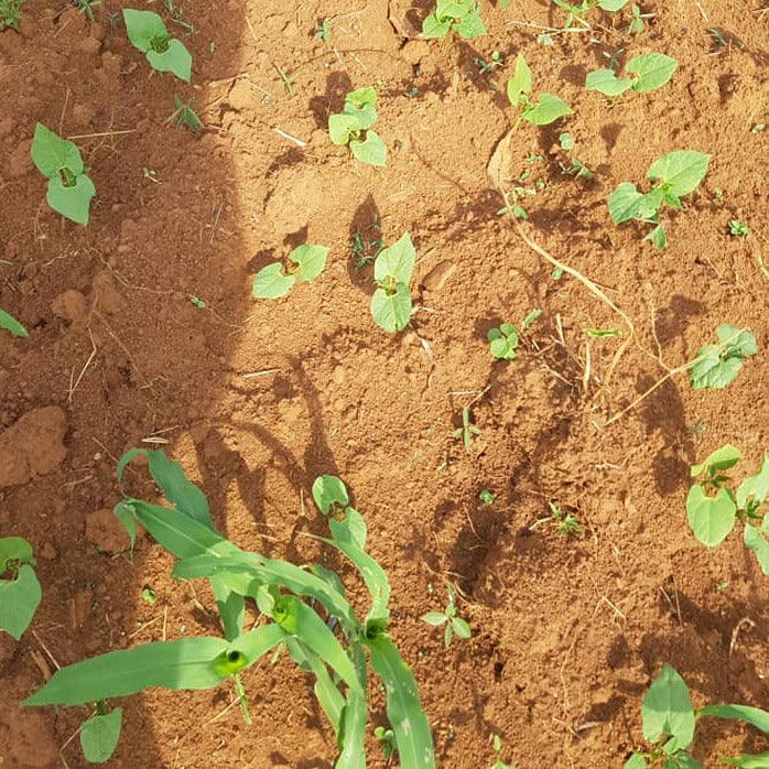 Agriculture and Entrepreneurship in Uganda